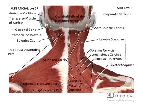 Muscles – Advanced Anatomy 2nd. Ed.