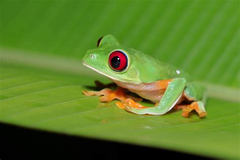 Red eyed tree frog - Costa Rica. : r/wildlifephotography