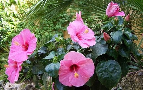 How to Get Rid of Mealybugs on a Hibiscus | Hunker