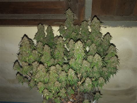 Top 10 Best Autoflower Strains from Seedstockers - Weedstockers