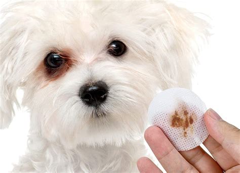 How to Remove Dog Tear Stains Naturally