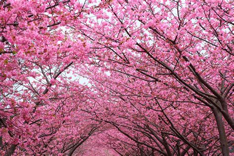 Cherry Blossom Trees Wallpapers - Wallpaper Cave