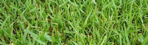 Zoysia Grass - Pros and Cons Plus Expert Tips for Growing a Healthy Zoysia Lawn - Lawn and Petal