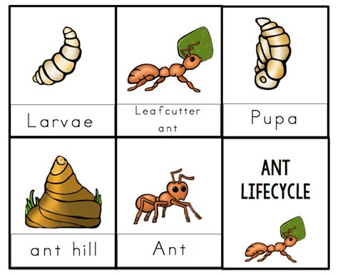 Ant Life Cycle Worksheet