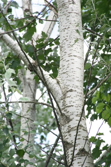 White Poplar Tree Bark