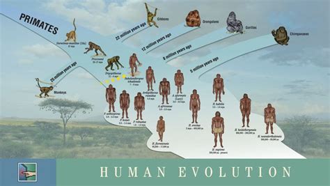 Human evolution, Human evolution tree, Evolution