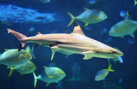 Blacktip Reef Shark - Carcharhinus melanopterus