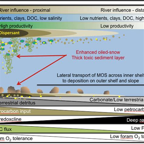 (PDF) Assessing the impacts of oil-associated marine snow formation and sedimentation during and ...