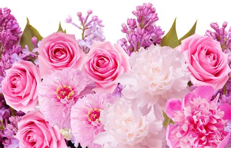 Flowers Beautiful Pink Rose Wallpapers - High Resolution Floral Background - 5777x3715 Wallpaper ...