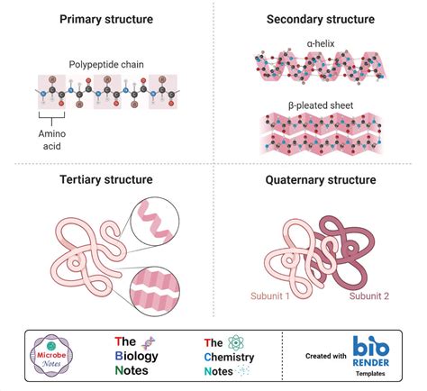 Contractile Proteins Structure Definition Examples Diagrams | The Best Porn Website