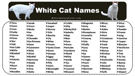 150+ Fluffy White Cat Names : Cute, Funny and Best - Vocabulary Point