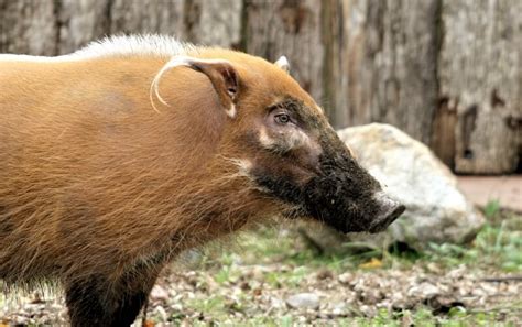 Red River Hog - Roger Williams Park Zoo