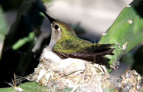 How to Offer Bird-Nesting Materials in Your Garden - The National Wildlife Federation Blog