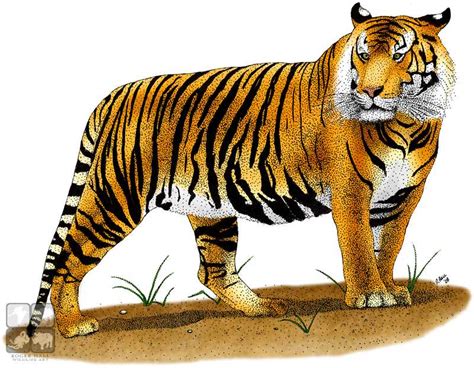 Drawing Pictures Of Tigers at GetDrawings | Free download