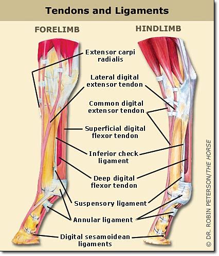 Horse Leg Anatomy Explained | Everything You Did Not Know