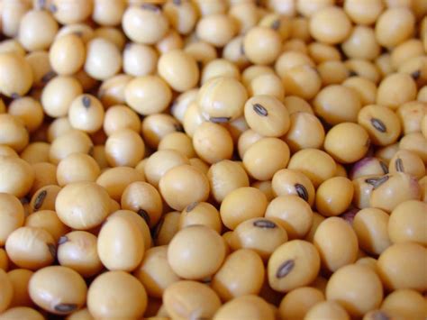 Soybean - Nutrition, Protein Content & Calories - Soybean Uses