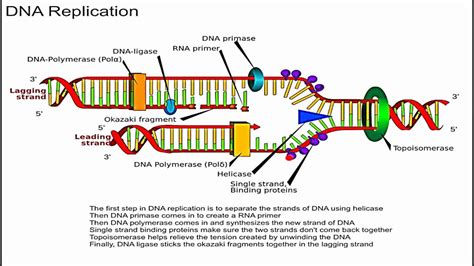 9biopinos: DNA vs. RNA