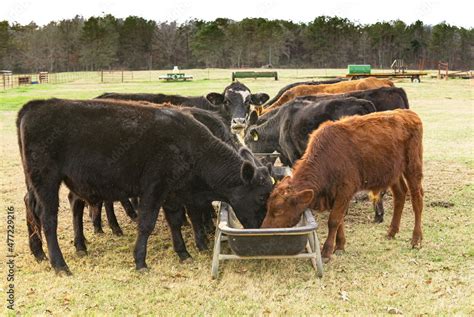 Cows eating grain from a trough in a field during autumn Stock Photo | Adobe Stock