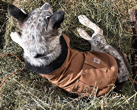 13 Best Dog Jackets for Winter to Keep Your Pup Happy and Warm