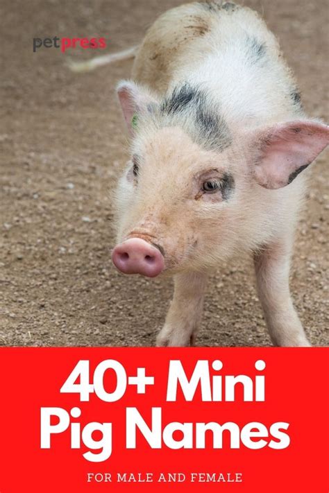 40+ Mini Pig Names - Best Names For A Teacup Pig Or Piglet