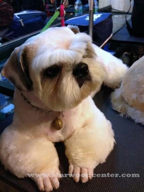 30 Different Dog Grooming Styles - Tail and Fur