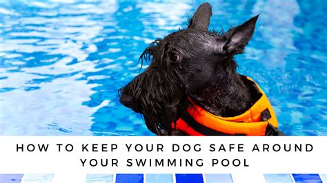 Pool Safety for Dogs: How to Keep Your Dog Safe Around Your Swimming Pool