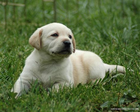 Cute Puppy Dogs: White Labrador Retriever Puppies