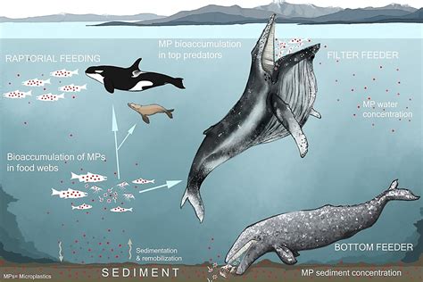 Modelling provides insight into the risks microplastics pose to marine life | Institute for the ...