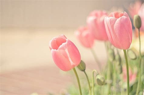 Pink Tulips Wallpaper - WallpaperSafari