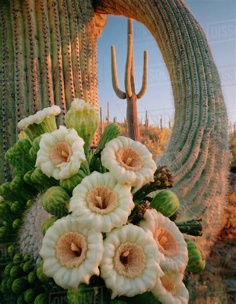 Saguaro Cactus (Carnegiea gigantea) with flower cluster emerging from the tip of its limb ...