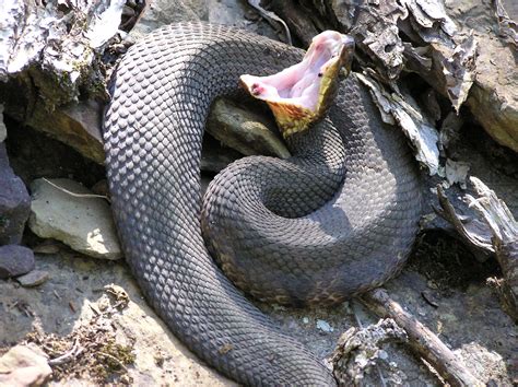 A Guide to the Most Dangerous Florida Snakes - BloggedTopics.com