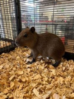 Baby Capybaras for Sale