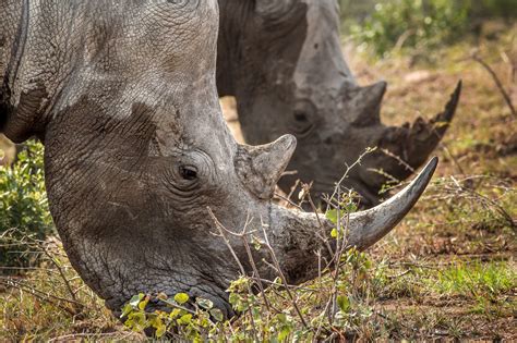 Durban Safari - Hluhluwe Game Reserve