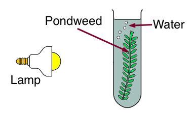 Rate of Photosynthesis – Perkins School for the Blind