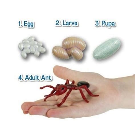 Ant life cycle stages