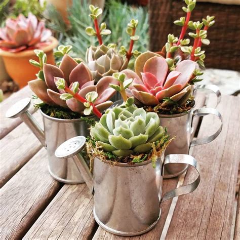 A Comprehensive Succulent Care Guide | Succulent City | Succulents, Succulents indoor, Growing ...