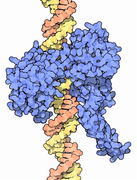 DNA untangled: Topoisomerase enzymes remove our genetic knots - Research Outreach