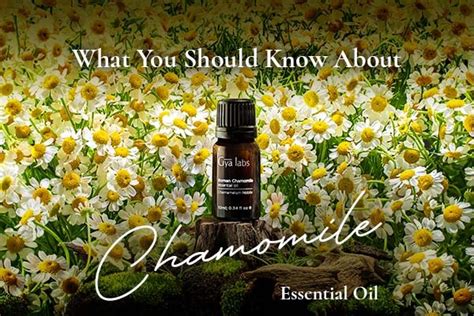 Chamomile Essential Oil Benefits & Uses - Gyalabs