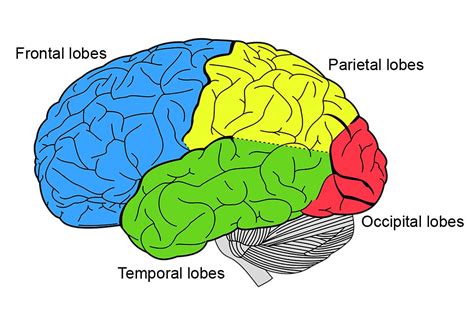 Human Brain: Cerebrum and Diencephalon.