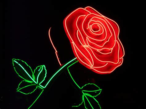 Neon Rose Wallpapers - 4k, HD Neon Rose Backgrounds on WallpaperBat