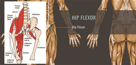 Foam Roller Hip Flexor Exercises (VIDEO) - Improve Hip Flexibility today