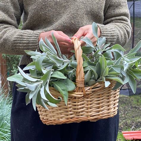 White Sage Seeds salvia Apiana California Native Seeds - Etsy