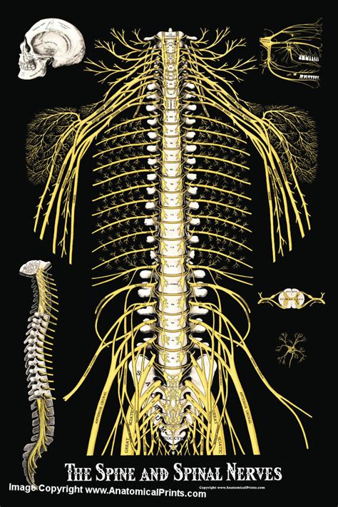 The Spine and Spinal Nerves Poster - Clinical Charts and Supplies