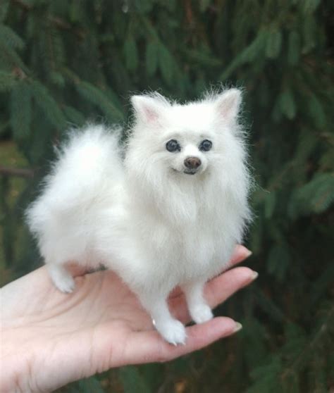 Miniature of American Eskimo Dog :-) by YANA FEDOROVA | Tedsby