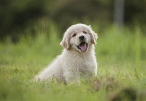 Golden Retriever Puppies For Sale Near Tempe, AZ