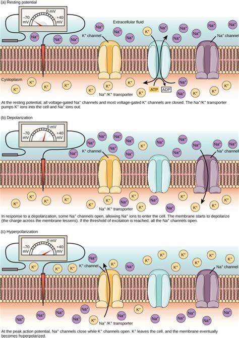 Neuron Communication | Biology for Majors II