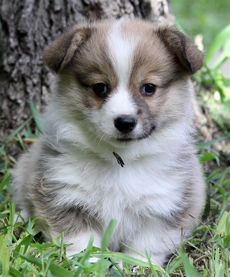 Corgi Puppies For Sale — Hill Country Corgis