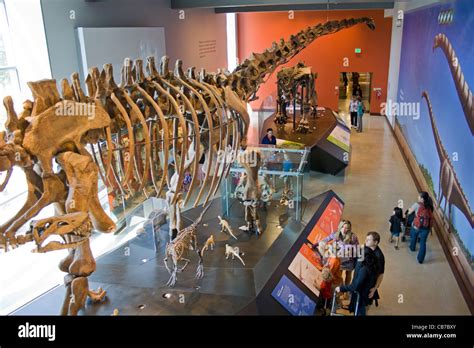 Dinosaur Hall, Natural History Museum, Los Angeles, California, USA Stock Photo: 41344995 - Alamy