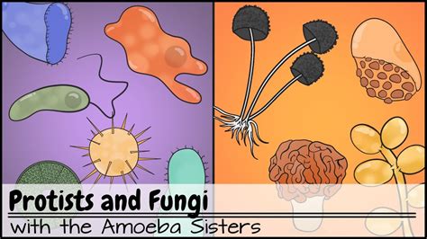 Examples Of Protists For Kids