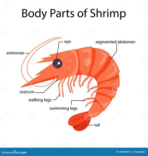 Shrimp Anatomy Cartoon Vector | CartoonDealer.com #234938593